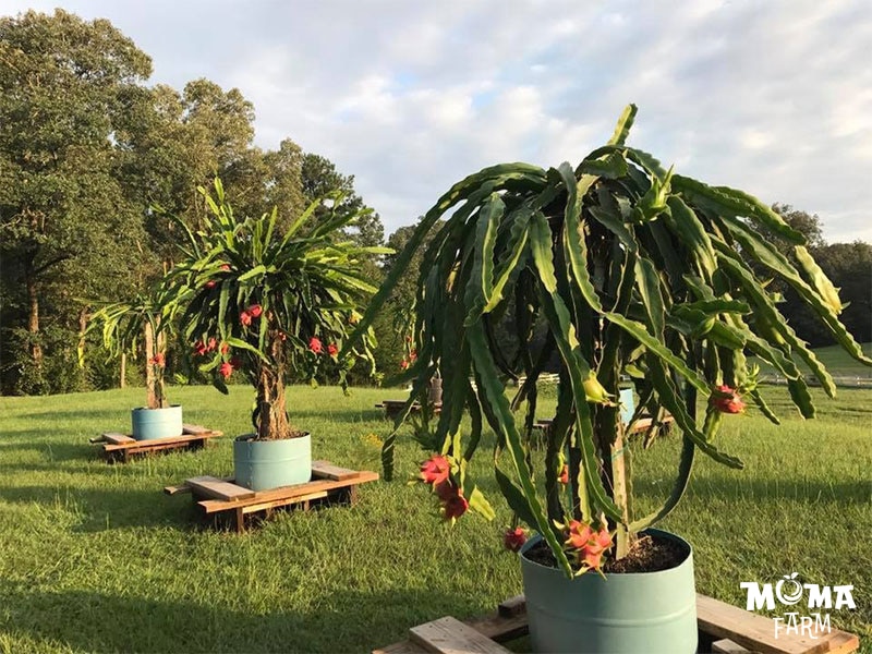 Giai Phap Tuoi Nuoc Hieu Qua Cho Cay Thanh Long 4