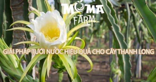 Giải Pháp Tưới Nước Hiệu Quả Cho Cây Thanh Long
