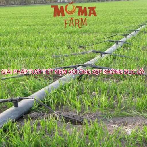 Giải Pháp Tưới Tiết Kiệm Với Ống Xẹp Không Đục Lỗ