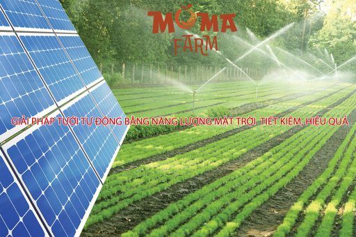 Giải Pháp Tưới Tự Động Bằng Năng Lượng Mặt Trời