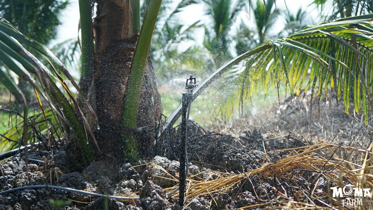 Giai phap tuoi tiet kiem va hieu qua cho cay dua trong dieu kien nang han1