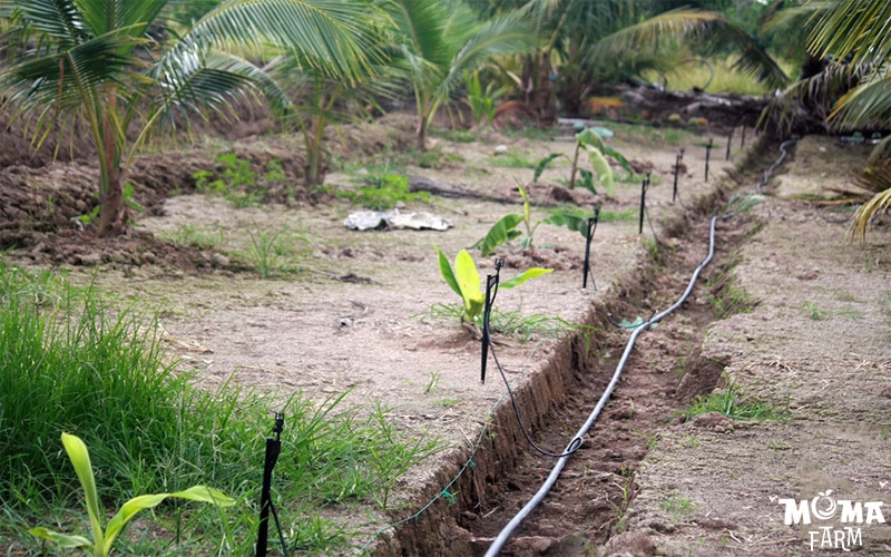 Giai phap tuoi tiet kiem va hieu qua cho cay dua trong dieu kien nang han2