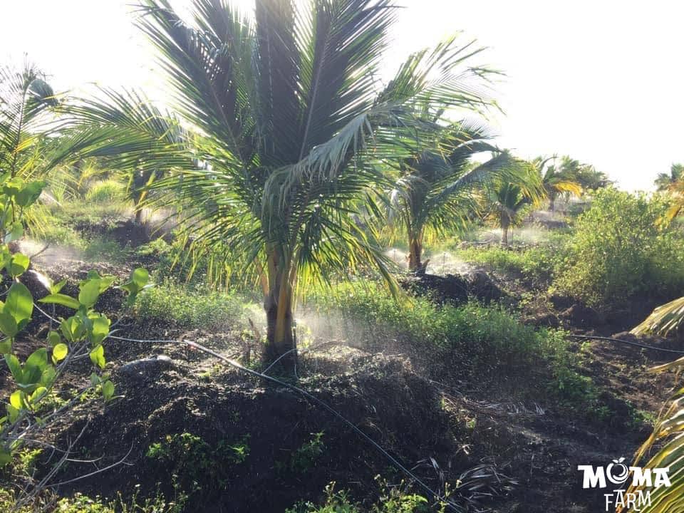 Giai phap tuoi tiet kiem va hieu qua cho cay dua trong dieu kien nang han3