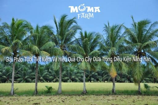 Giải pháp tưới tiết kiệm và hiệu quả cho cây dừa trong điều kiện nắng hạn