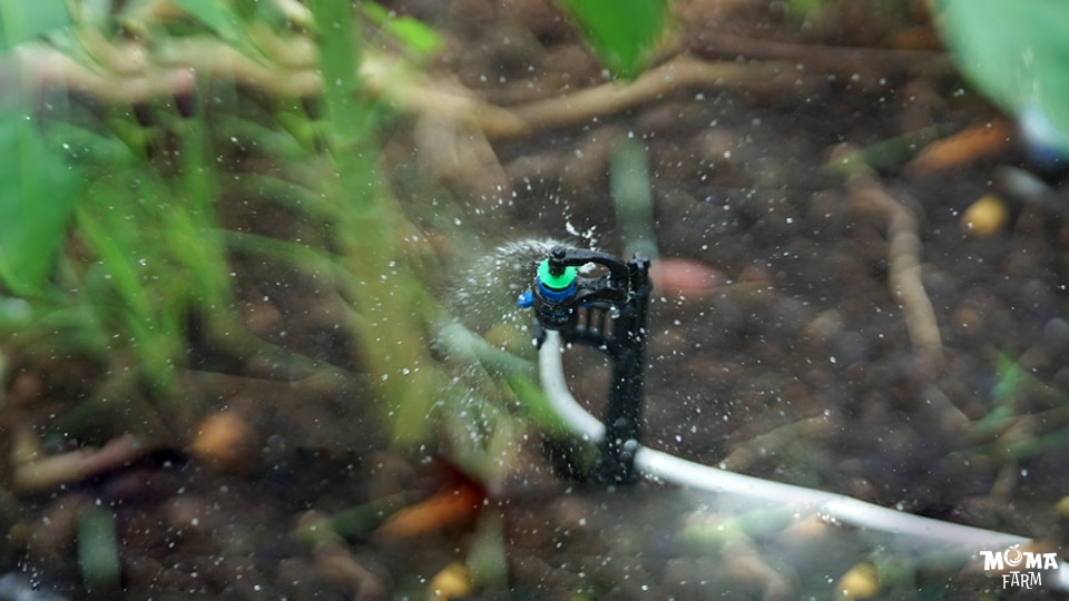 Gioi Thieu Bec Tuoi VP5 2