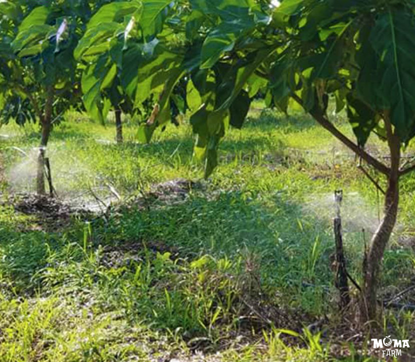 Gioi Thieu Bec Tuoi VP5 3