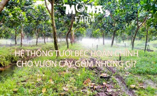 Hệ Thống Tưới Béc Hoàn Chỉnh Cho Vườn Cây