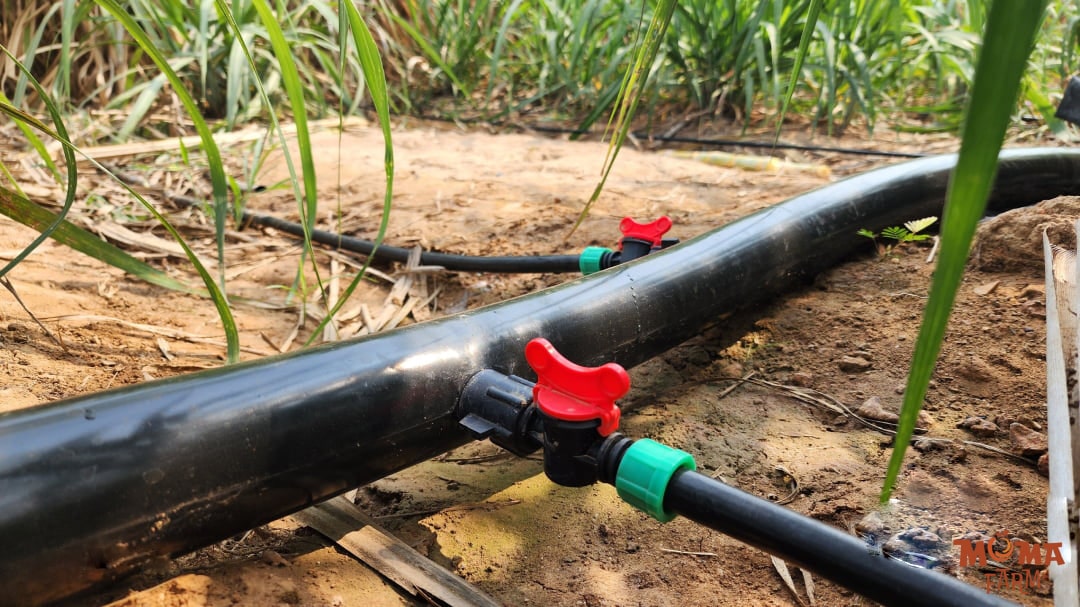 He Thong Tuoi Bec Hoan Chinh Cho Vuon Cay1