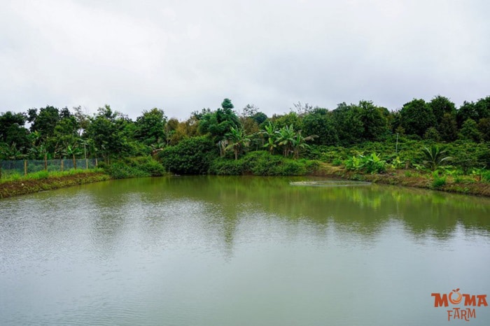 He Thong Tuoi Bec Hoan Chinh Cho Vuon Cay2