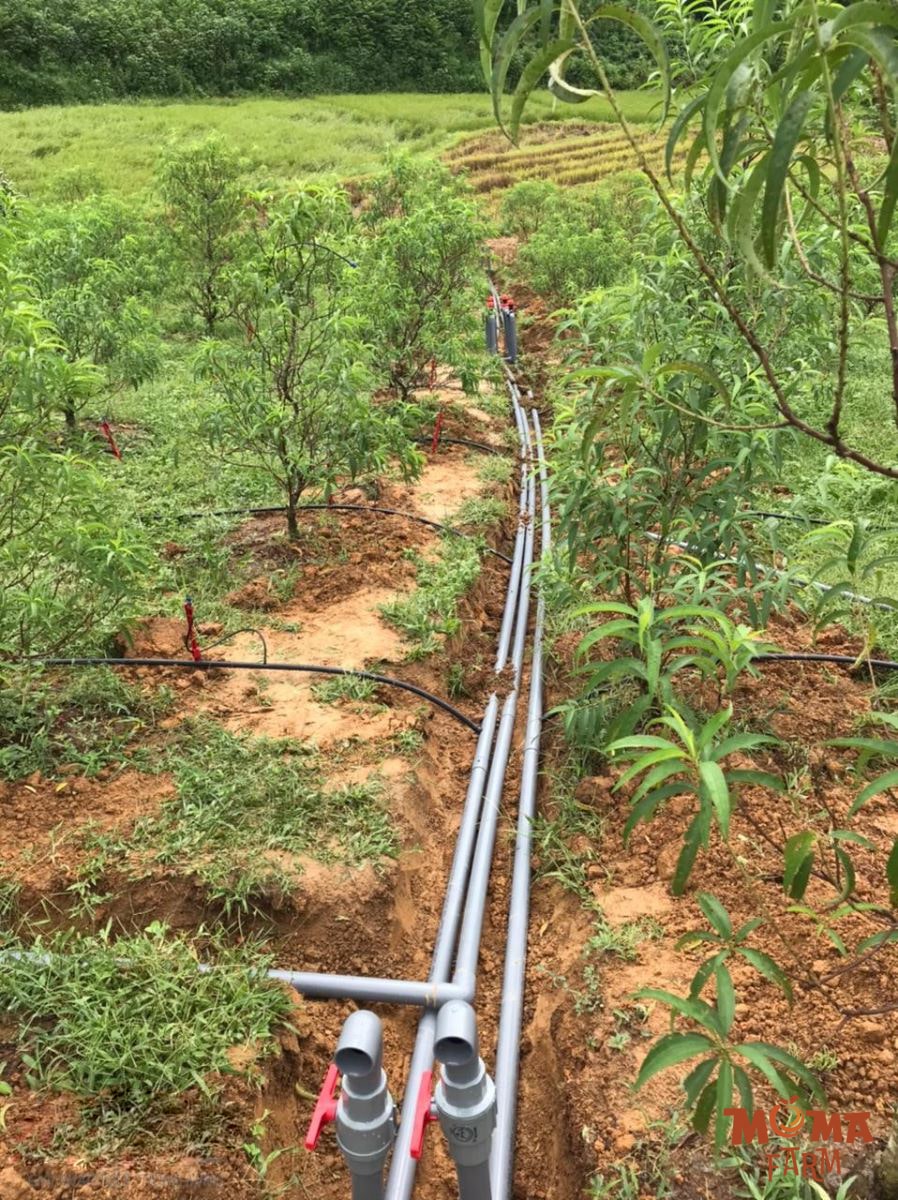 He Thong Tuoi Bec Hoan Chinh Cho Vuon Cay3