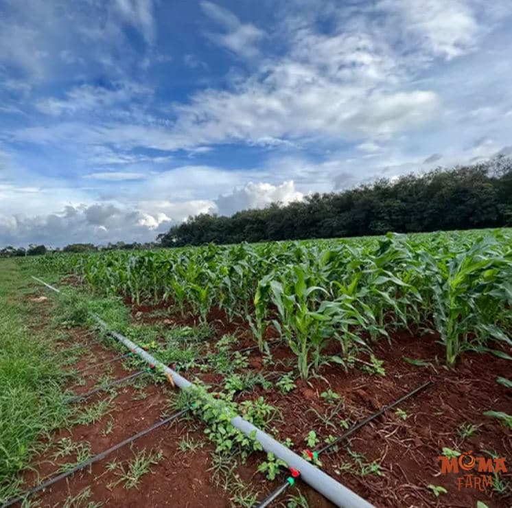 He Thong Tuoi Phun Mua Cho Cay Bap 1