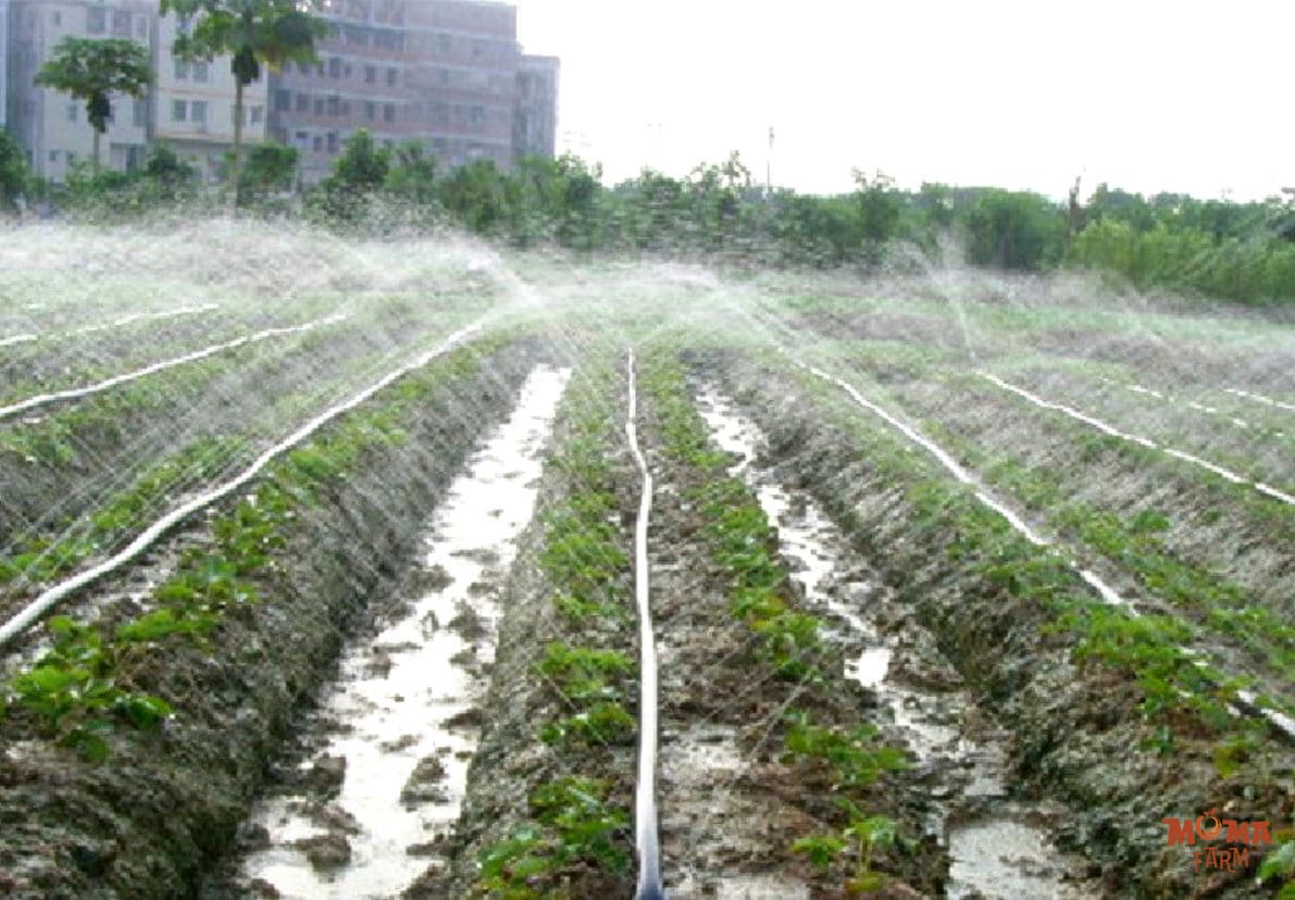 He Thong Tuoi Phun Mua Cho Cay Bap 2