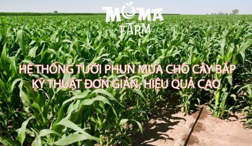 Hệ Thống Tưới Phun Mưa Cho Cây Bắp
