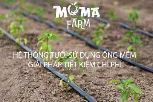Hệ Thống Tưới Sử Dụng Ống Mềm