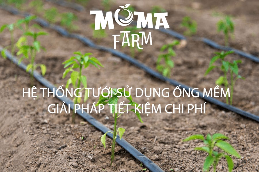 Hệ Thống Tưới Sử Dụng Ống Mềm