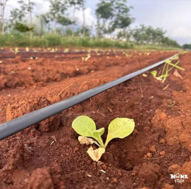 He Thong Tuoi Su Dung Ong Mem1