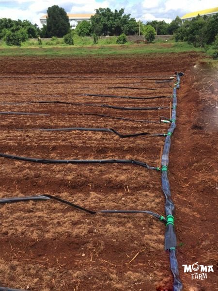 He Thong Tuoi Su Dung Ong Mem2