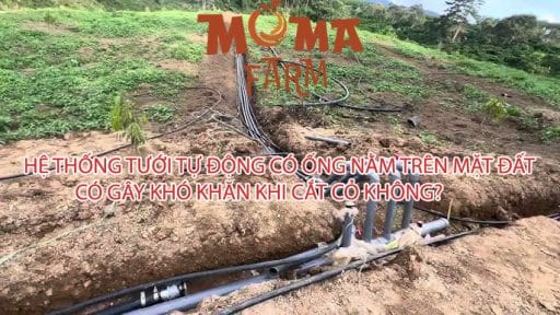 Hệ Thống Tưới Tự Động Có Ống Nằm Trên Mặt Đất