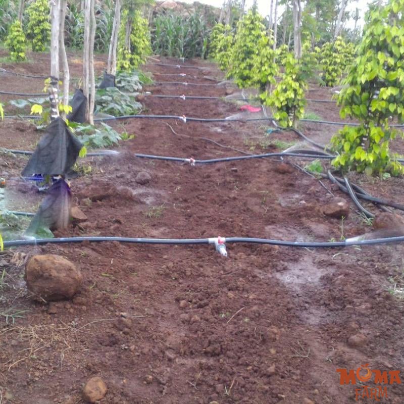 He Thong Tuoi Tu Dong Co Ong Nam Tren Mat Dat1