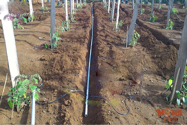 He Thong Tuoi Tu Dong Co Ong Nam Tren Mat Dat3