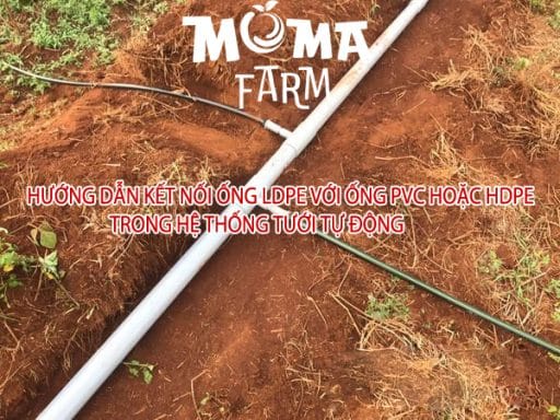 Hướng Dẫn Kết Nối Ống LDPE Với Ống PVC Hoặc HDPE