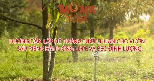 Hướng Dẫn Lắp Hệ Thống Tưới Chuẩn Cho Vườn Sầu Riêng