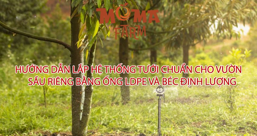 Hướng Dẫn Lắp Hệ Thống Tưới Chuẩn Cho Vườn Sầu Riêng