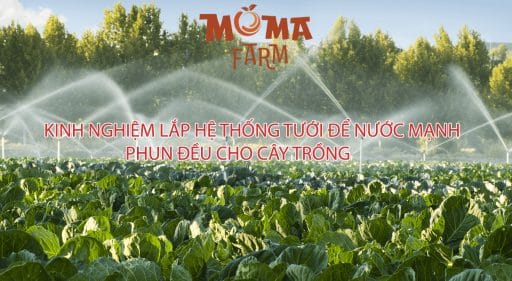 Kinh Nghiệm Lắp Hệ Thống Tưới Để Nước Mạnh, Phun Đều Cho Cây Trồng
