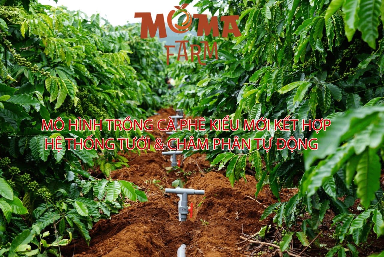 Mô Hình Trồng Cà Phê Kiểu Mới Kết