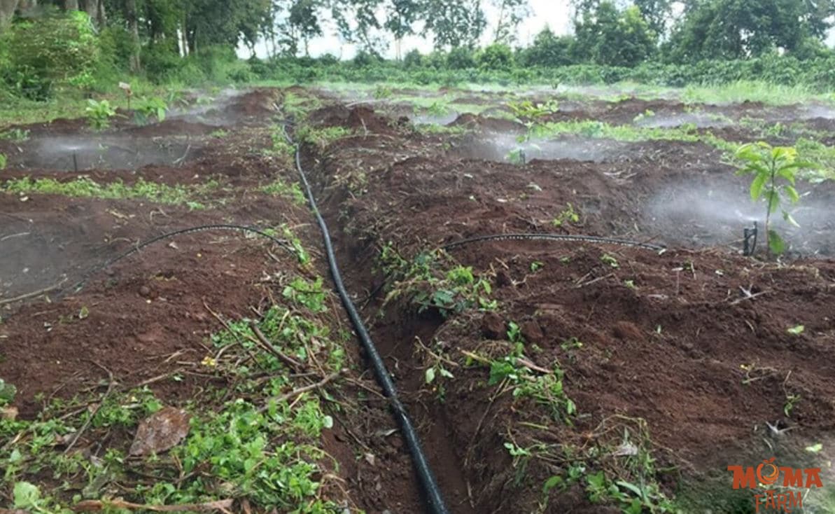 Mo Hinh Trong Ca Phe Kieu Moi Ket 2