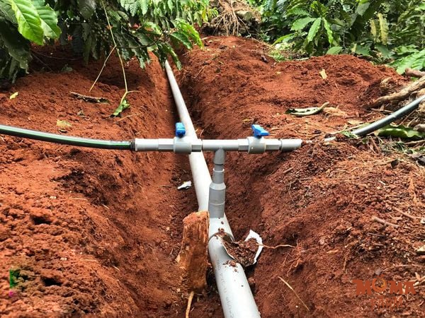 Mo Hinh Trong Ca Phe Kieu Moi Ket 4