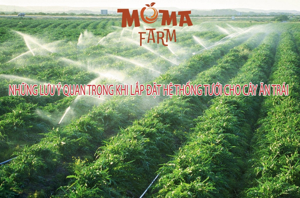 Những Lưu Ý Quan Trọng Khi Lắp Đặt Hệ Thống Tưới Cho Cây Ăn Trái
