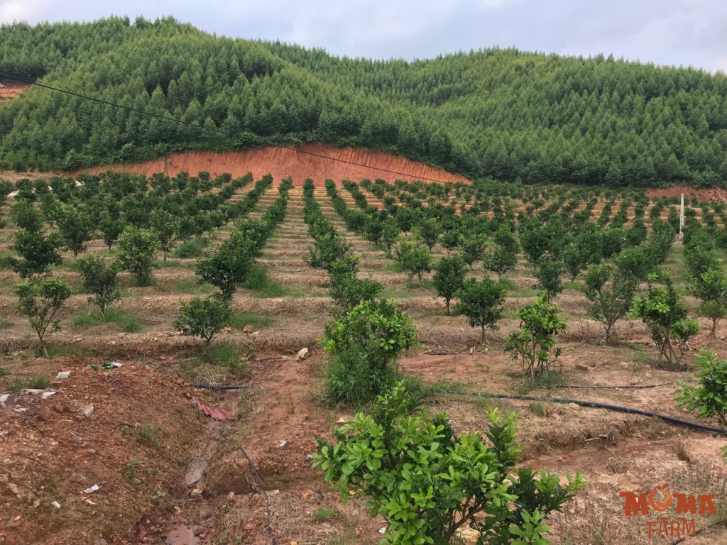 Nhung Luu Y Quan Trong Khi Lap Dat He Thong Tuoi Cho Cay An Trai1