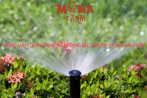 Nhung-Luu-Y-Quan-Trong-Khi-Su-Dung-Bec-Tuoi-Pop