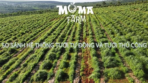 So Sánh Hệ Thống Tưới Tự Động Và Tưới Thủ Công