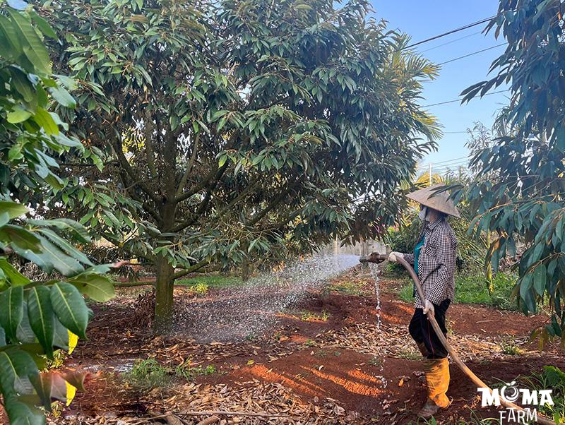 So Sanh He Thong Tuoi Tu Dong Va Tuoi Thu Cong1