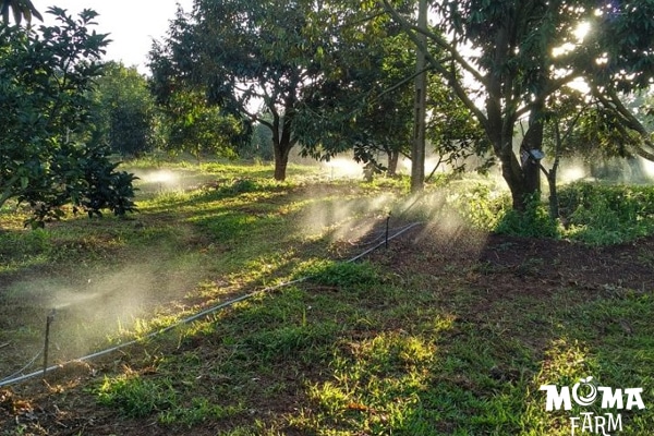 So Sanh He Thong Tuoi Tu Dong Va Tuoi Thu Cong2