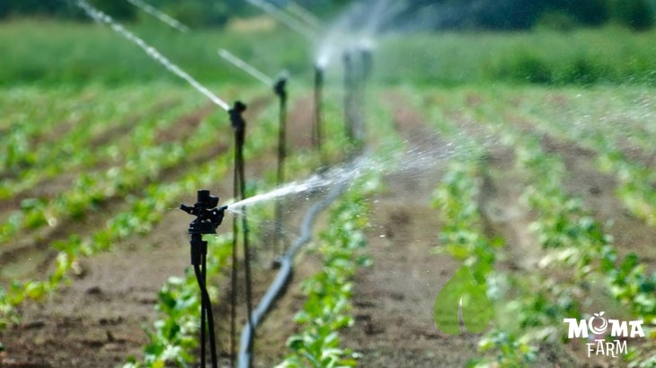 So Sanh He Thong Tuoi Tu Dong Va Tuoi Thu Cong3