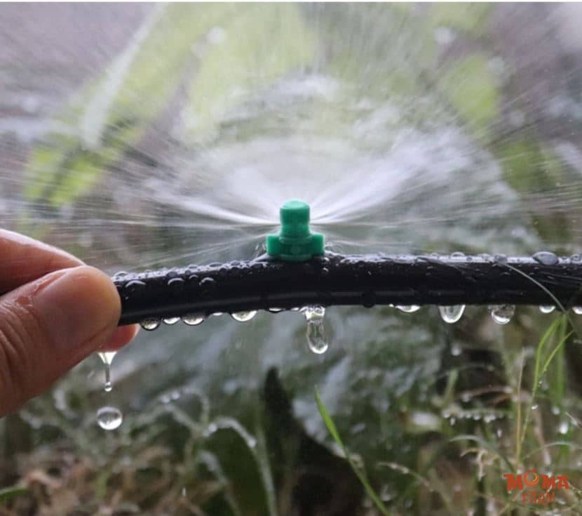 Bec Bo – Giai Phap Tuoi Tiet Kiem Cho San Vuon 2 1