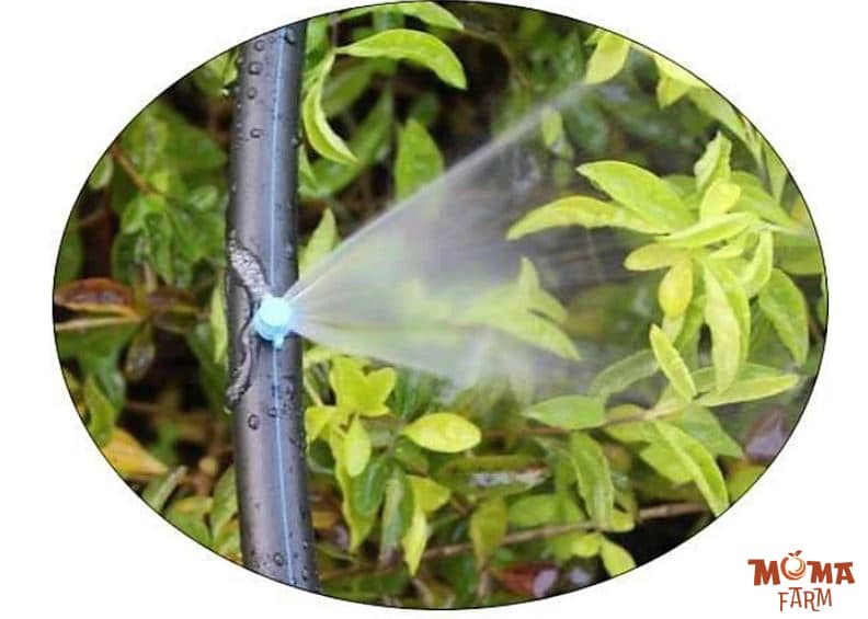 Bec Bo – Giai Phap Tuoi Tiet Kiem Cho San Vuon 3