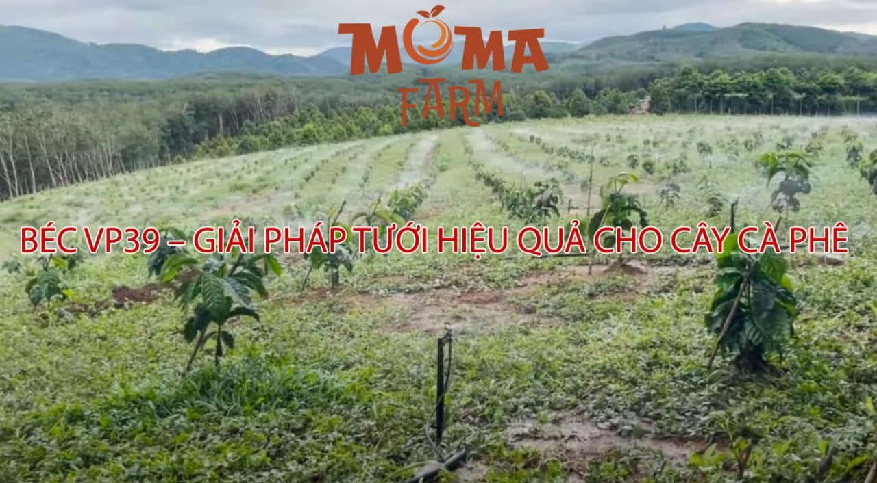 Béc VP39 – Giải Pháp Tưới Hiệu Quả Cho Cây Cà Phê
