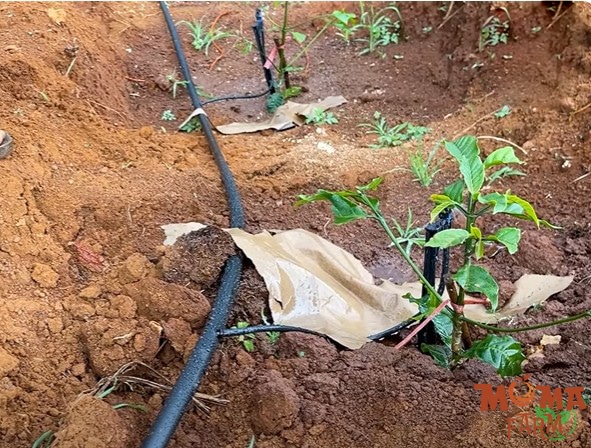 Bec VP39 – Giai Phap Tuoi Hieu Qua Cho Cay Ca Phe 2