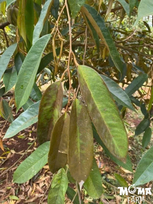 Bi Kip 6 Buoc Cham Soc Sau Rieng Tu Mat Cua Den Xo Nhuy