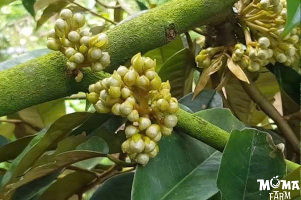 Bi Kip 6 Buoc Cham Soc Sau Rieng Tu Mat Cua Den Xo Nhuy1