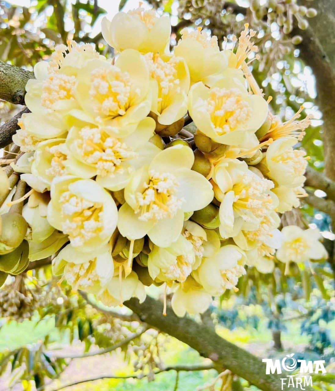 Bi Kip 6 Buoc Cham Soc Sau Rieng Tu Mat Cua Den Xo Nhuy2