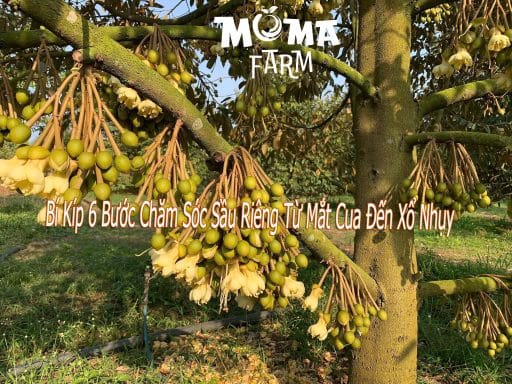 Bí Kíp 6 Bước Chăm Sóc Sầu Riêng Từ Mắt Cua Đến Xổ Nhụy