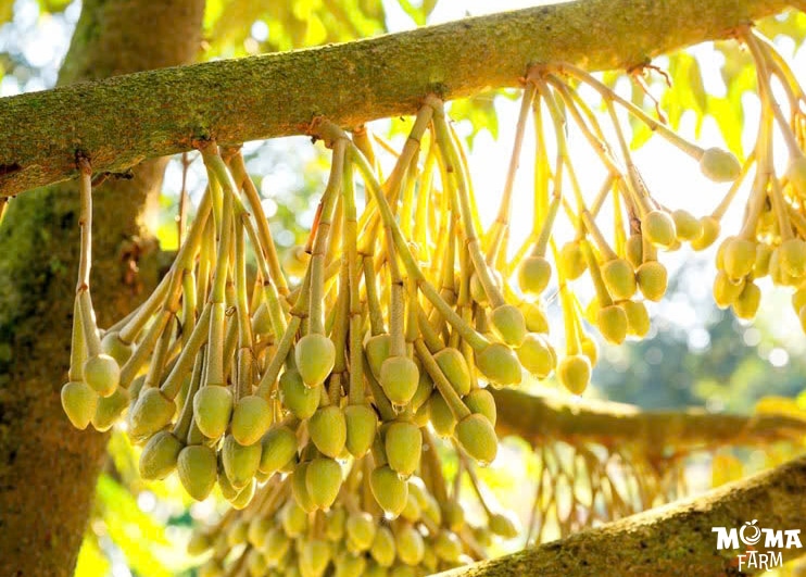 Bi Kip 6 Buoc Cham Soc Sau Rieng Tu Mat Cua Den Xo Nhuy4