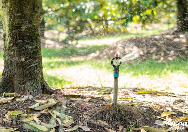 Bi Kip 6 Buoc Cham Soc Sau Rieng Tu Mat Cua Den Xo Nhuy6