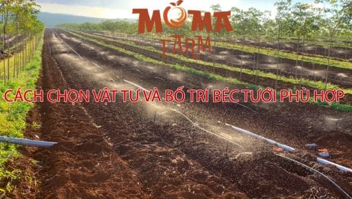 Cách Chọn Vật Tư Và Bố Trí Béc Tưới Phù Hợp