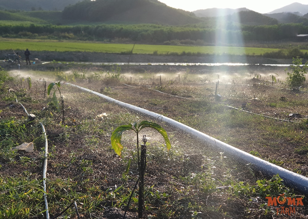 Cach Chon Vat Tu Va Bo Tri Bec Tuoi Phu Hop 2 1